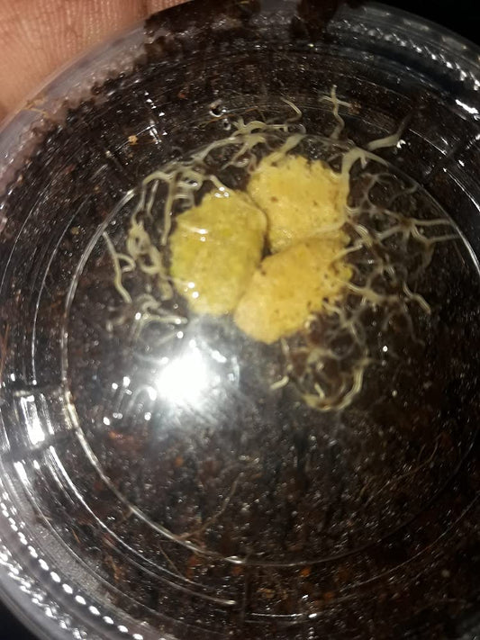 2 oz Grindal Worm Starter Culture Live Fish Food for Betta Fry Killifish & More