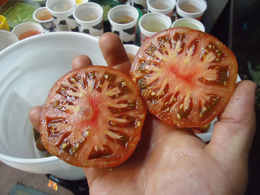 1Berkley Pink Tye Dye tomato 20 seeds *HEIRLOOM* Seeds of Life