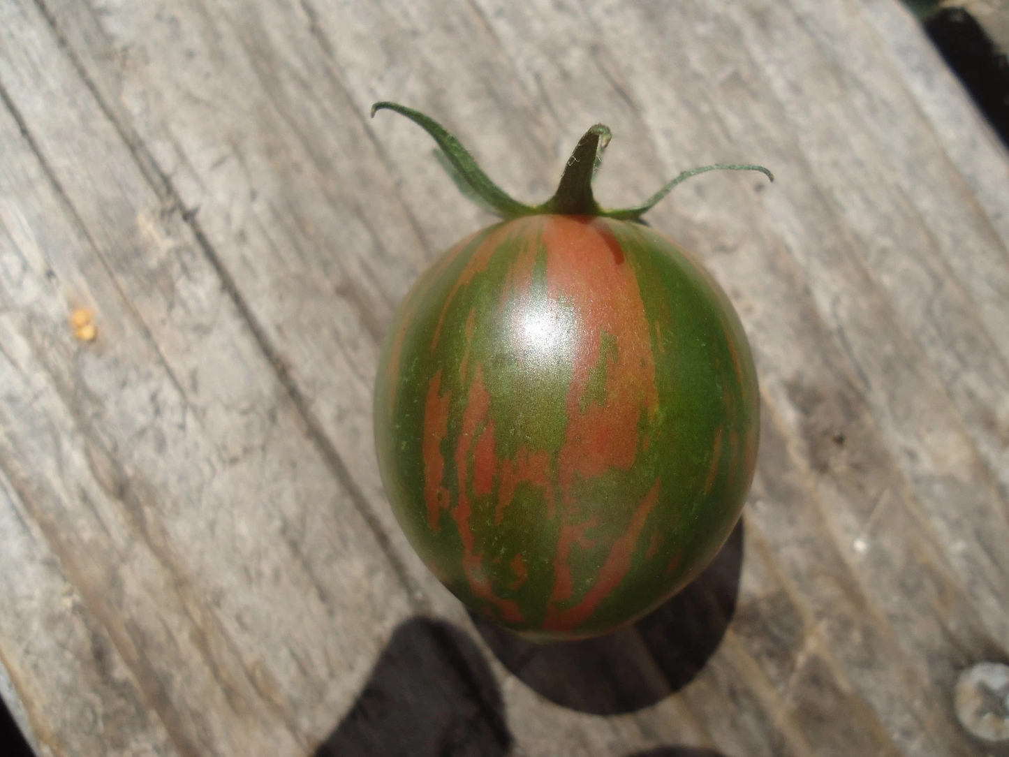 Purple bumblebee Heirloom tomato 20 seeds