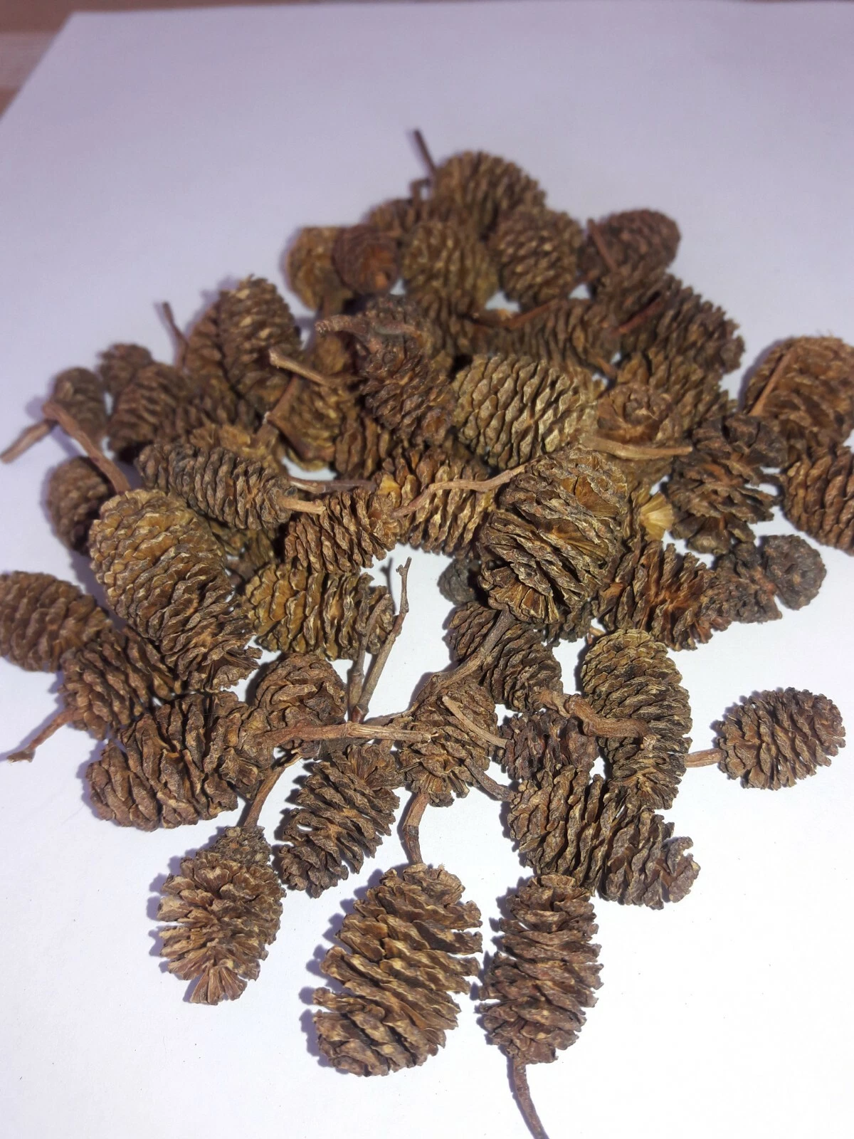 Alder cones aquarium decor, Bettas, Shrimp, water conditioner natulally lower PH