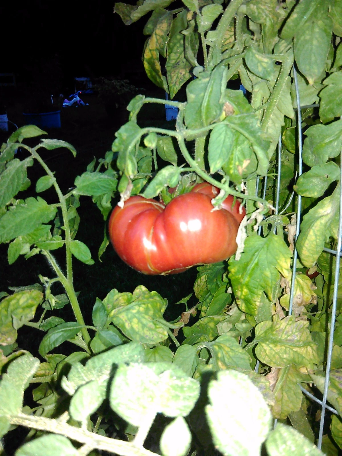 Beefsteak Tomato 20 seeds *HEIRLOOM* Seeds of Life