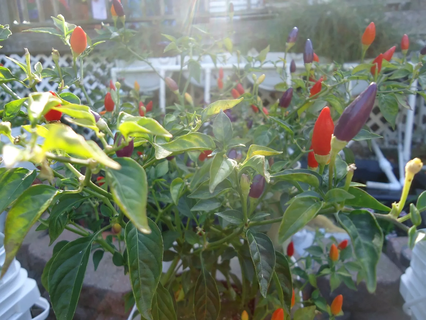 Bolivian Rainbow Heirloom hot pepper *Seeds of Life* 10 seeds