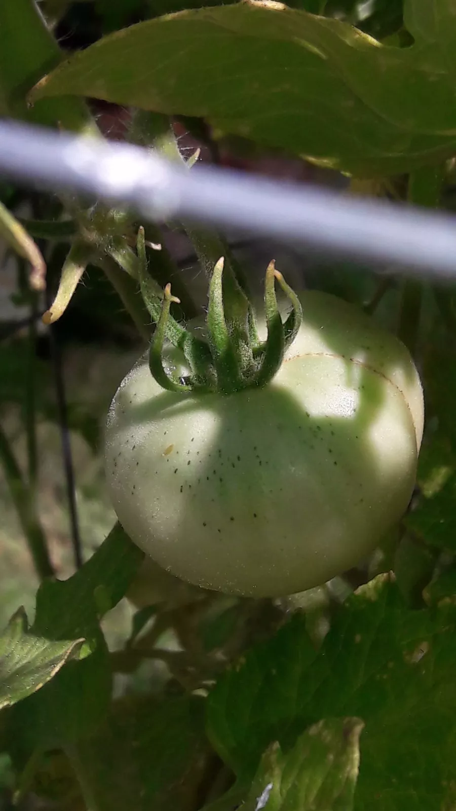 Livingston's Lutescent, or "Honor Bright" tomato RARE HEIRLOOM 10 Seeds