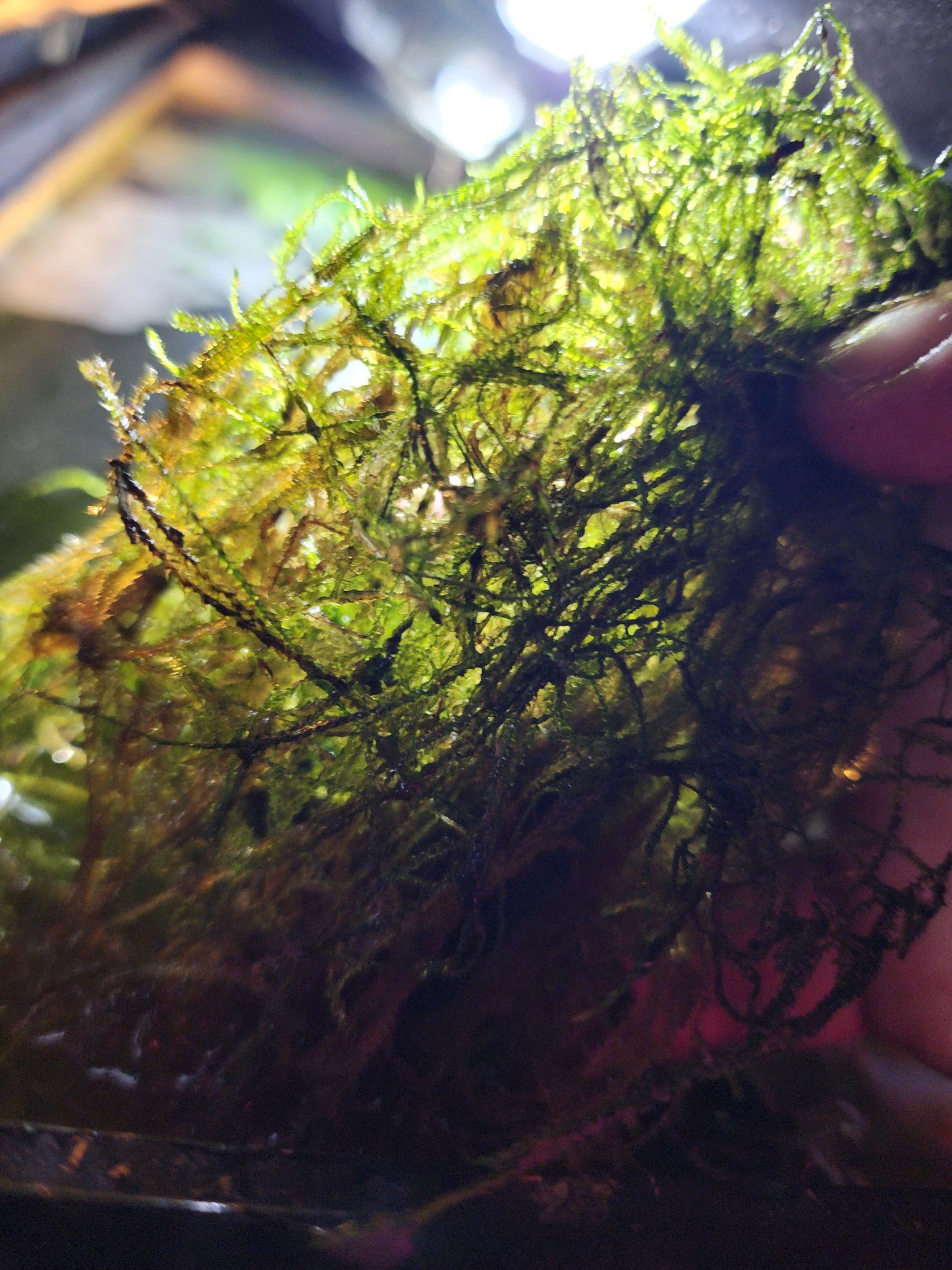 Java Moss 1 Tablespoon SHIPS FREE!!! SEEDS of LIFE