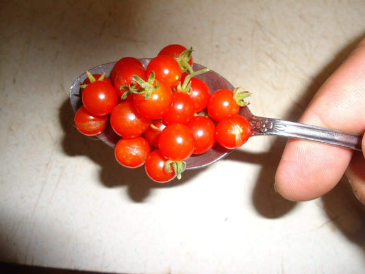 Spoon (Mexico Midget) Tomato S-e-e-d~s
