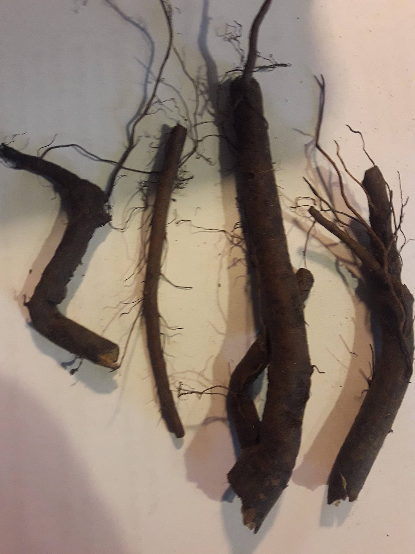 Comfrey root cuttings LIVE 4   3 to 4" live roots bocking 4