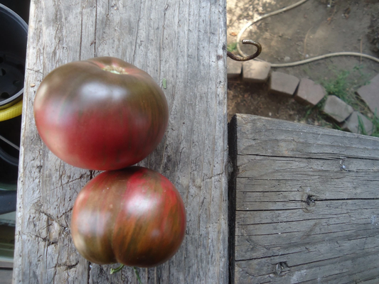 1Berkley Pink Tye Dye tomato 20 seeds *HEIRLOOM* Seeds of Life