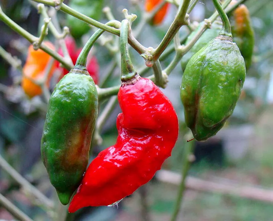 Ghost pepper (bhut Jolokia) HEIRLOOM seeds