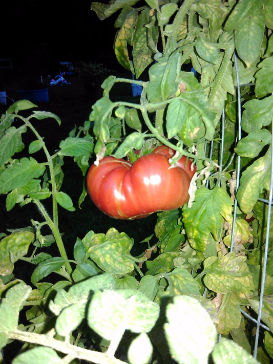 Beefsteak Tomato 20 seeds *HEIRLOOM* Seeds of Life