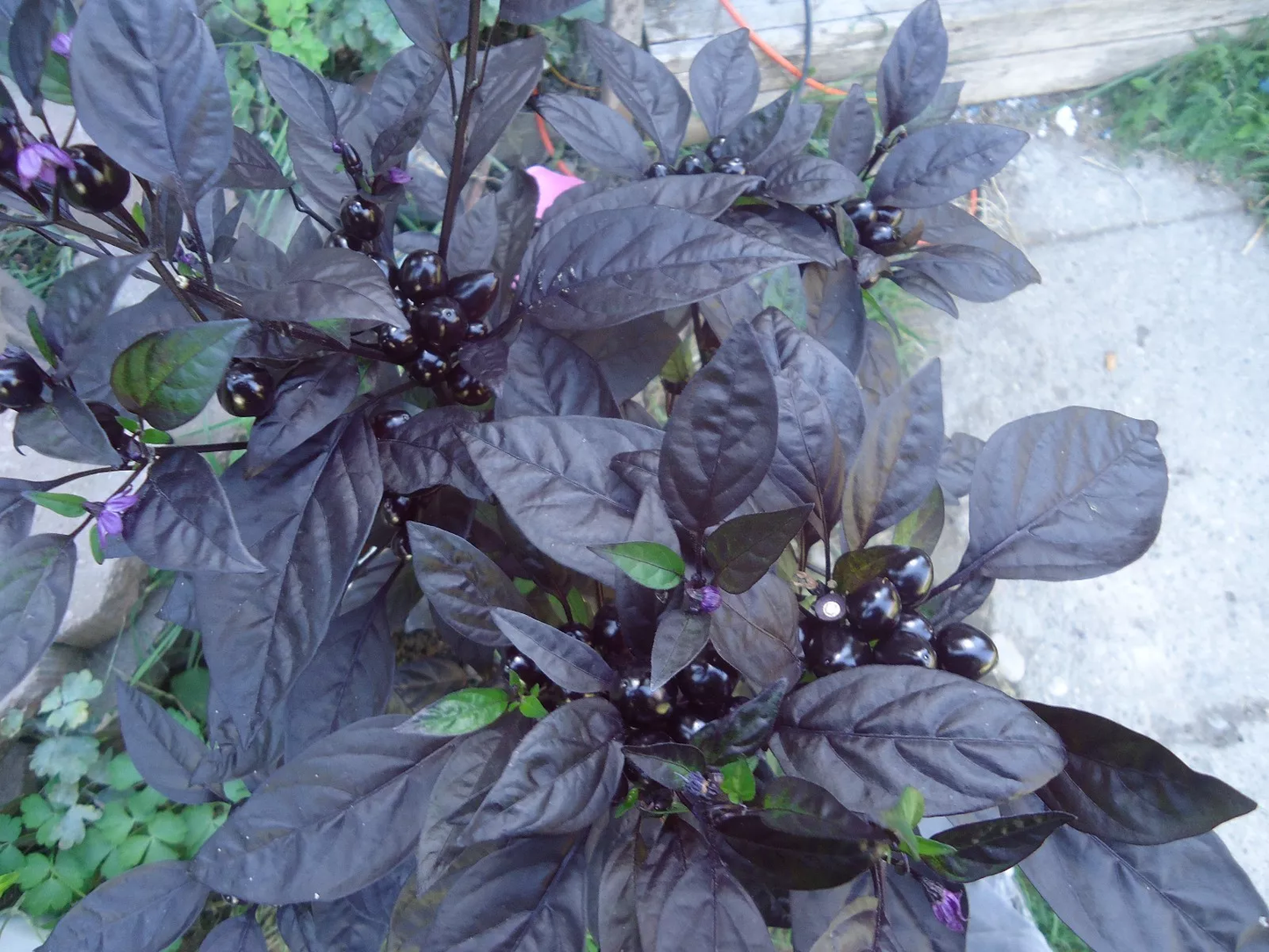 Black Pearl heirloom Hot pepper 10 seeds RARE heirloom BEAUTIFUL BLACK LEAVES!!