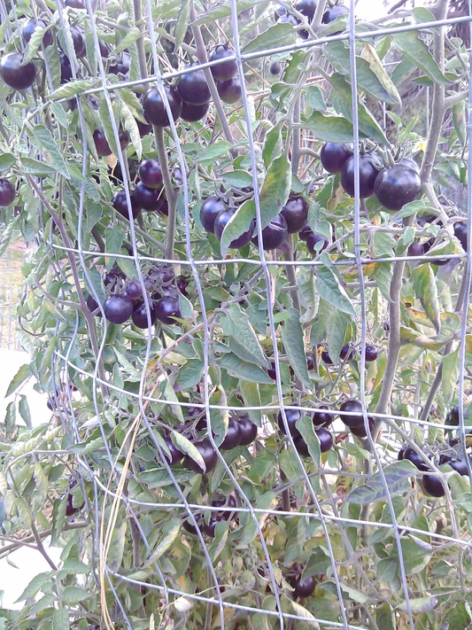 Black Opal tomato 10 seeds  *HEIRLOOM* Seeds of Life