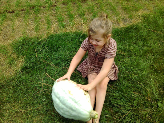 Blue Hubbard Squash seeds HEIRLOOM 15 seeds