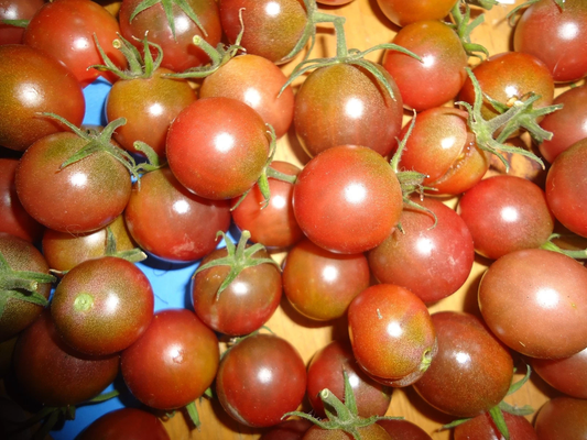 Chocolate Cherry tomato 20 seeds *HEIRLOOM* SEEDS of LIFE