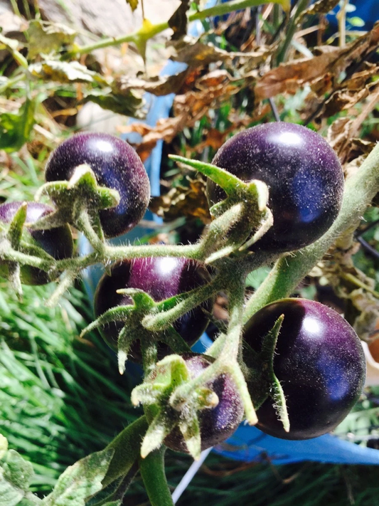 Dances with the smurfs BLUE cherry tomato  *HEIRLOOM* 10 seeds