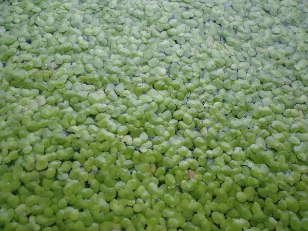 DUCKWEED Organic Koi food! 1/2 cup INDOOR GROWN/SNAIL FREE  + FREE GIFT!