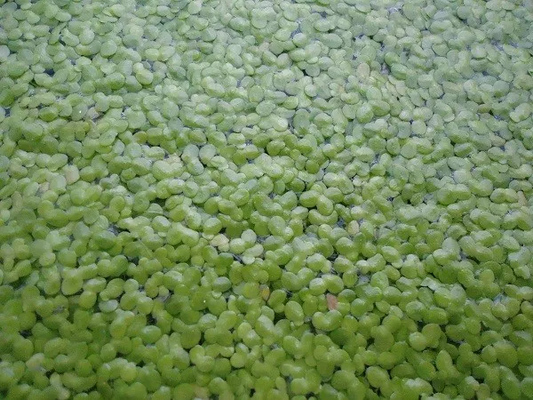 DUCKWEED Organic Koi food! 1/2 cup INDOOR GROWN/SNAIL FREE  + FREE GIFT!
