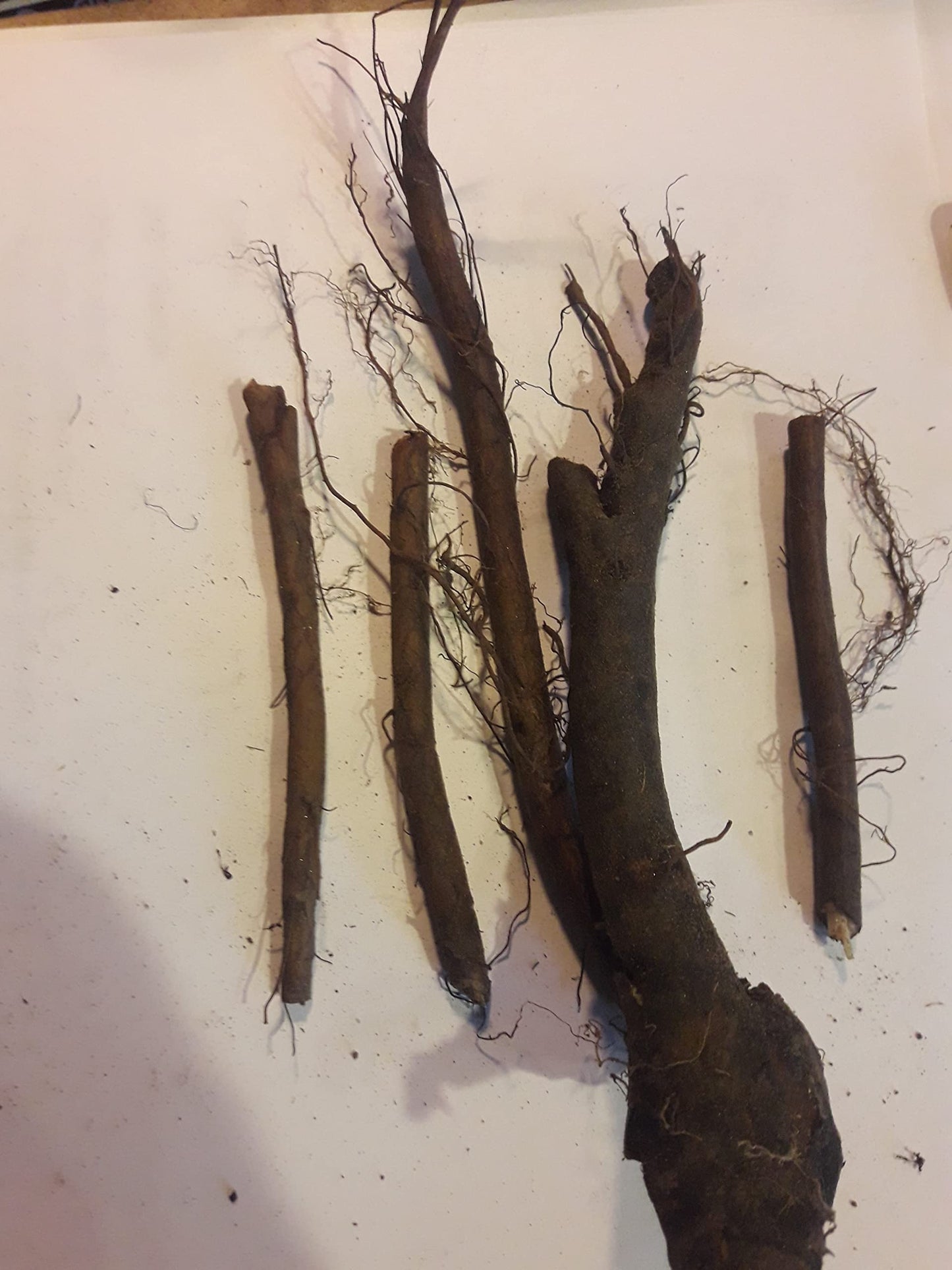 Comfrey root cuttings LIVE 4   3 to 4" live roots bocking 4
