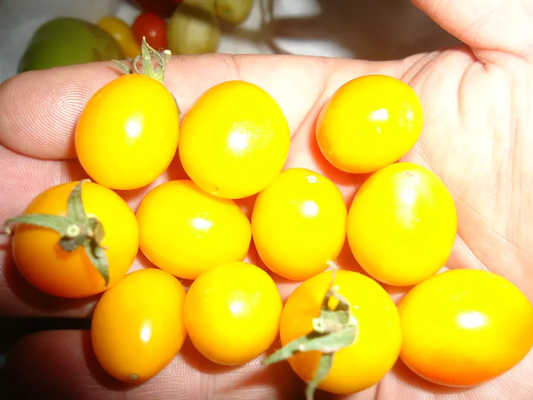 Golden Egg Tomato *HEIRLOOM* SEEDS of LIFE