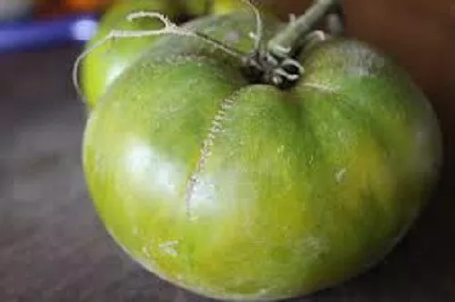 Green Moldovan Tomato 20 seeds *HEIRLOOM* SEEDS OF LIFE