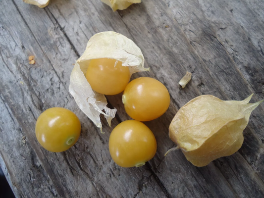 "Ground Cherry" or Strawberry Husk Tomato *HEIRLOOM* SEEDS OF LIFE