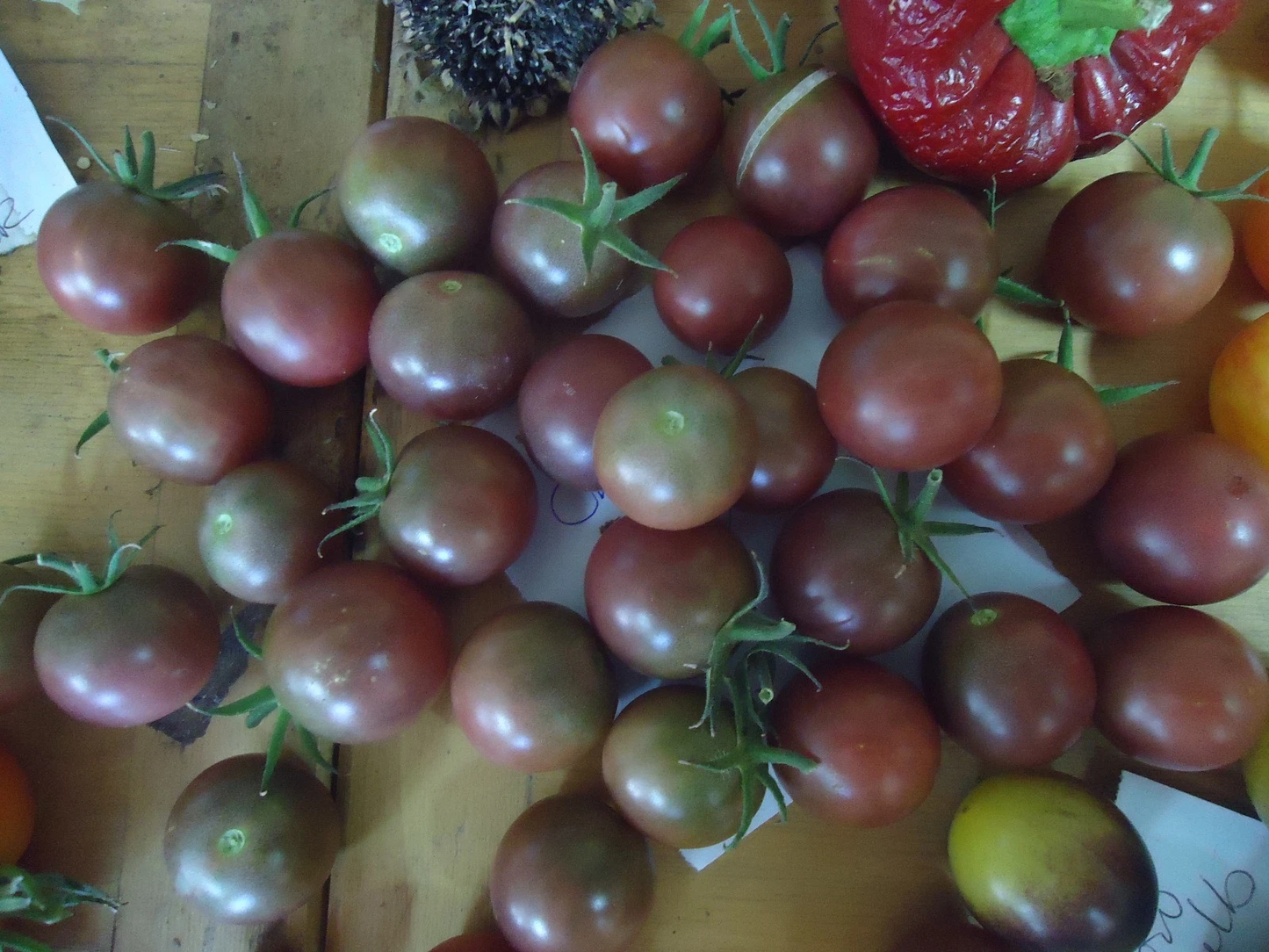Heirloom Cherry tomato variety pack FREE SHIP + FREE GIFT!