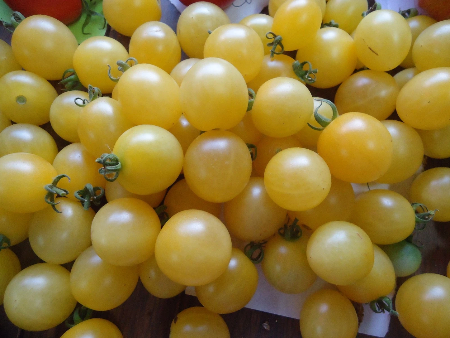 Heirloom Cherry tomato variety pack FREE SHIP + FREE GIFT!