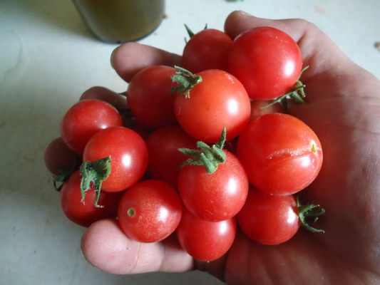 Heirloom Cherry tomato variety pack FREE SHIP + FREE GIFT!