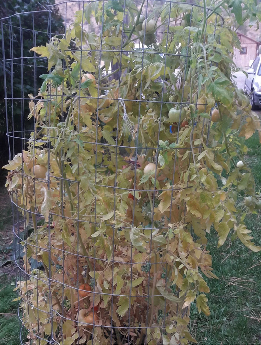 Livingston's Lutescent, or "Honor Bright" tomato RARE HEIRLOOM 10 Seeds