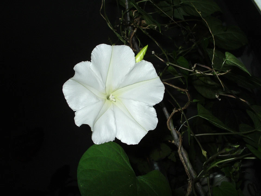 Night Blooming MOONFLOWER (Ipomoea alba noctiflora)