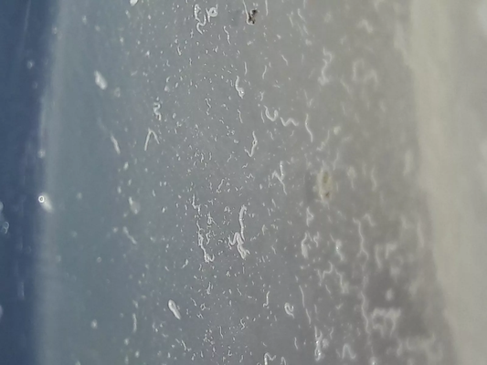 Micro worm Starter culture ready to feed! LIVE FOOD betta, ram Killfish and more