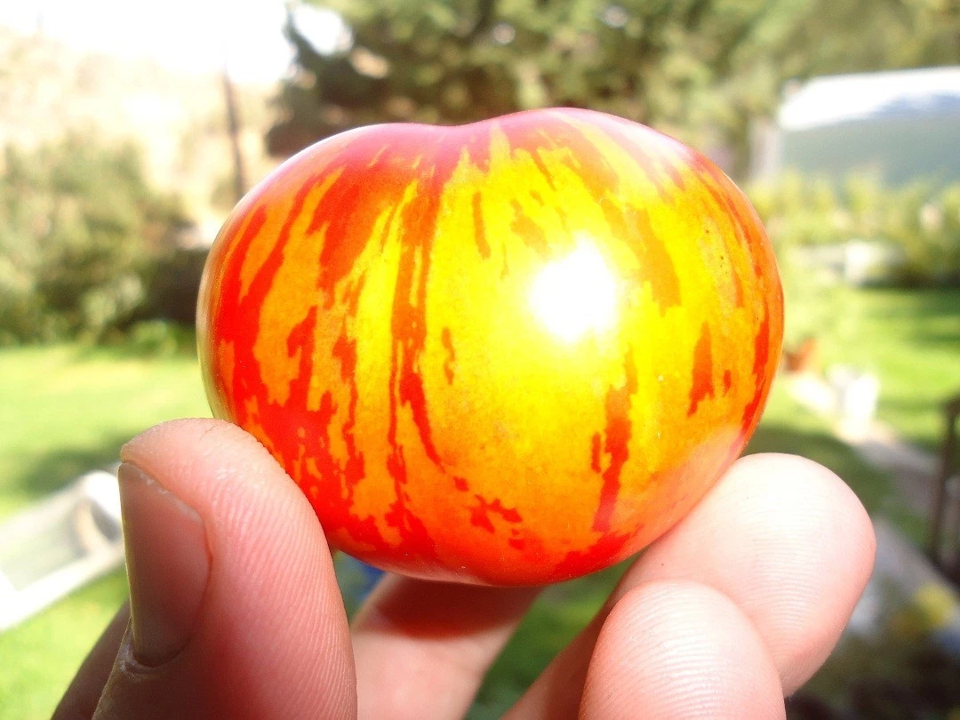 HEIRLOOM TOMATO SEEDS patriotic pack, NON GMO Red, White, and Blue!