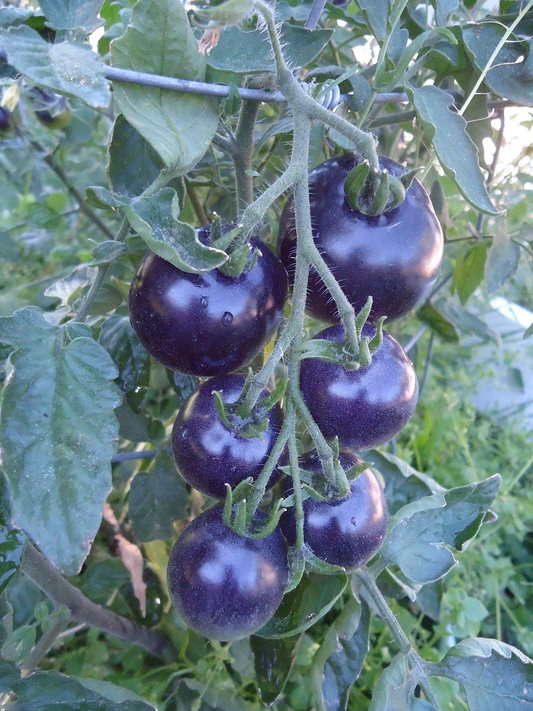 HEIRLOOM TOMATO SEEDS patriotic pack, NON GMO Red, White, and Blue!