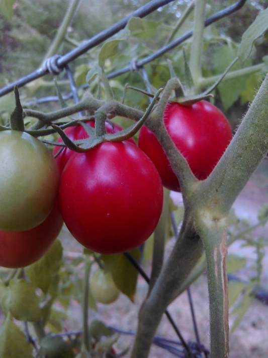 Pearly Pink Cherry Tomato *HEIRLOOM* 20 seeds
