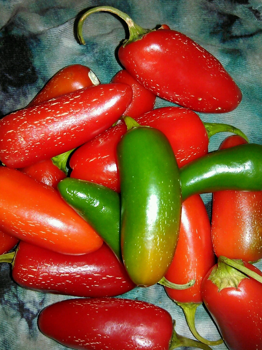Pepper Tam Jalapeno  20 seeds °HEIRLOOM° Seeds of Life The BEST Jalapeno EVER!