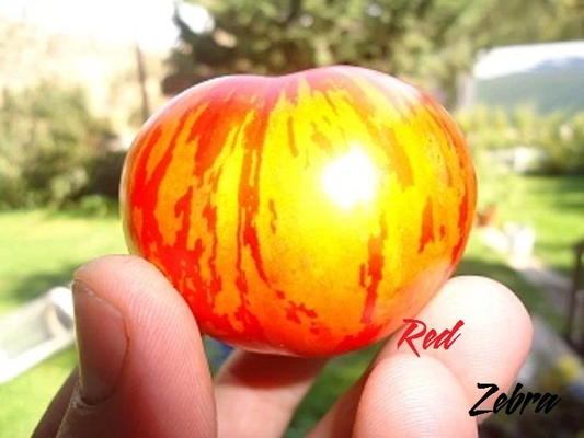 Red Zebra tomato 20 seeds *HEIRLOOM Seeds of Life