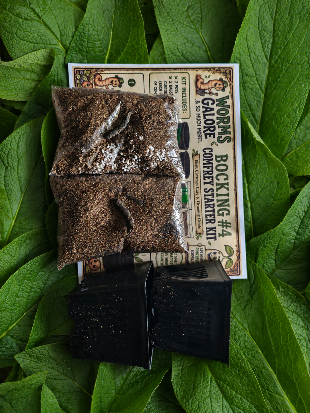 Comfrey growing kit. Bocking 4