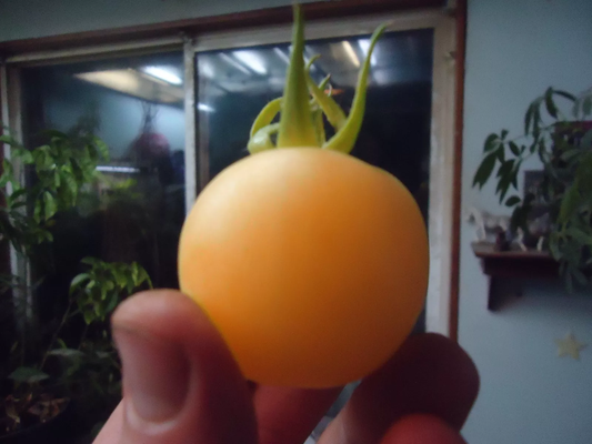 Snow berry Cherry tomato 20 seeds *HEIRLOOM* 20 seeds FREE SHIPPING!!
