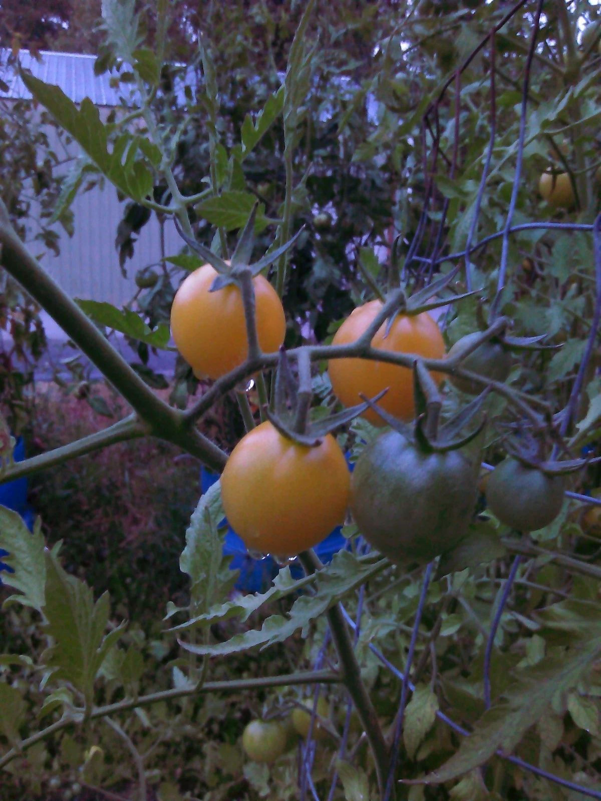 Snow White Cherry Tomato 20 seeds *HEIRLOOM*