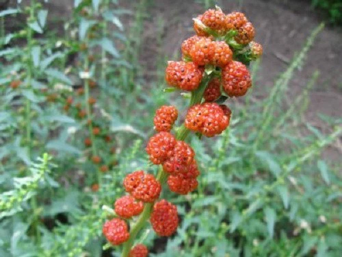 Strawberry Spinach Seeds! *HEIRLOOM*  SEEDS OF LIFE