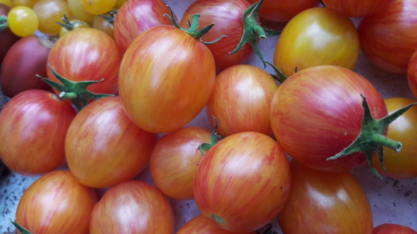 Sunrise Bumblebee HEIRLOOM  tomato 20 seeds  FREE SHIPPING!