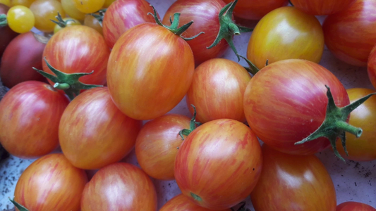 Sunrise Bumblebee HEIRLOOM  tomato 20 seeds  FREE SHIPPING!