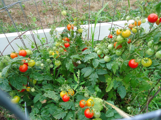 Heirloom tomato plants 2   2" to  4" LIVE PLANTS!  FREE  SHIPPING!