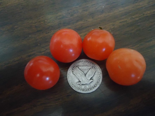 Tiny Tim Dwarf Cherry Tomato 20 seeds *HEIRLOOM* SEEDS OF LIFE