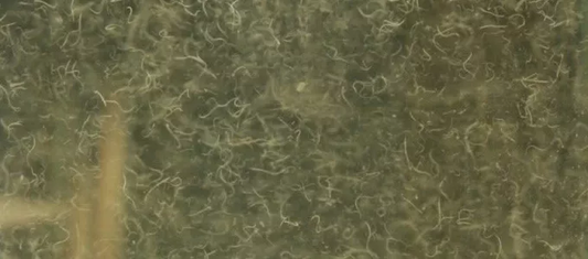 Vinegar Eel  starter culture LIVE fish food for newborn bettas, Rams, & MORE